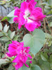 Double Pink Morning Glory (2012, Sep.29)