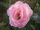 Royal Highness rose, 29sep2012