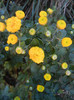 Yellow Chrysanthemum (2012, Sep.28)