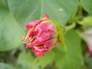 Double Pink Morning Glory (2012, Oct.04)