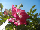 Double Pink Morning Glory (2012, Oct.10)