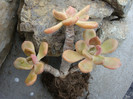 Graptopetalum amethystinum (Rose) E. Walther1931