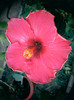 hibiscus