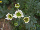 Chrysanth Picomini White (2012, Oct.14)