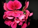 Pelargonium