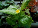 Episcia cu floare galbena