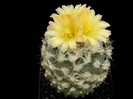 poze-cu-cactusi-infloriti-20