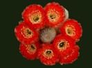 poze-cu-cactusi-infloriti-27