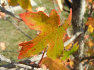 Autumn Colors (2012, October 26)