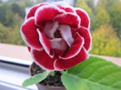 Gloxinia - 29.10.2012 # 20.11.2012