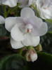 Semi-Double White Violet (2012, Nov.02)