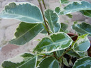 Ficus benjamina Variegata (2012, Nov.04)
