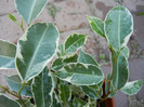Ficus benjamina Variegata, 04nov12