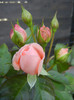 Rose Pleasure (2012, November 07)