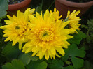 Yellow Chrysanthemum (2012, Nov.04)