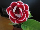 Gloxinia