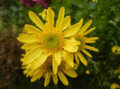 Yellow Chrysanthemum (2012, Nov.09)