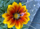 gazania