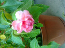 impatiens