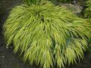 Hakonechloa Macra