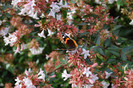 abelia grandiflora