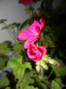 Bright Odette Geranium (2012, Dec.08)