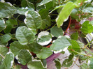 Ficus pumila White Sunny (2012, Dec.10)
