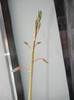 Aloe aristata (2012, Dec.20)