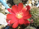 Rebutia wehhene - floare