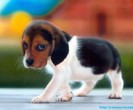 beagle-puppy-300x225_thumb