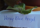 Honey Blue Angel