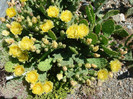 Opuntia rafinesquei    Engelm.1856