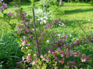 Weigela