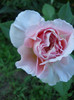 Abraham Darby