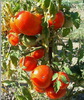 Tomate timpurii Super Marmande -50 sem -3lei