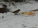 House Sparrow_Vrabiuta (2013, Jan.20)