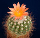 Notocactus_purpureus