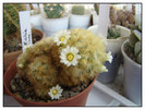 Mammillaria carmenae