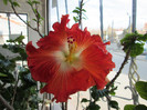 hibiscus 2