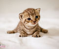 baby-cat-cute-kitten-Favim.com-619807_thumb