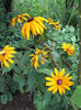 Rudbeckia