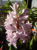 Pink Hyacinth (2013, February 05)