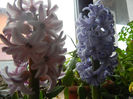 Pink & Blue Hyacinths (2013, Feb.08)