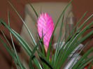 bromeliad tillandsia