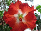 hibiscus 1