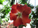 o noua floare de hibiscus