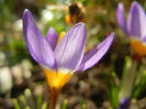 Crocus sieberi Tricolor (2013, March 09)