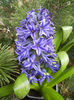 Blue Hyacinth (2013, March 02)
