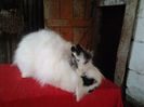 Angora 2013 066