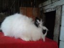 Angora 2013 068